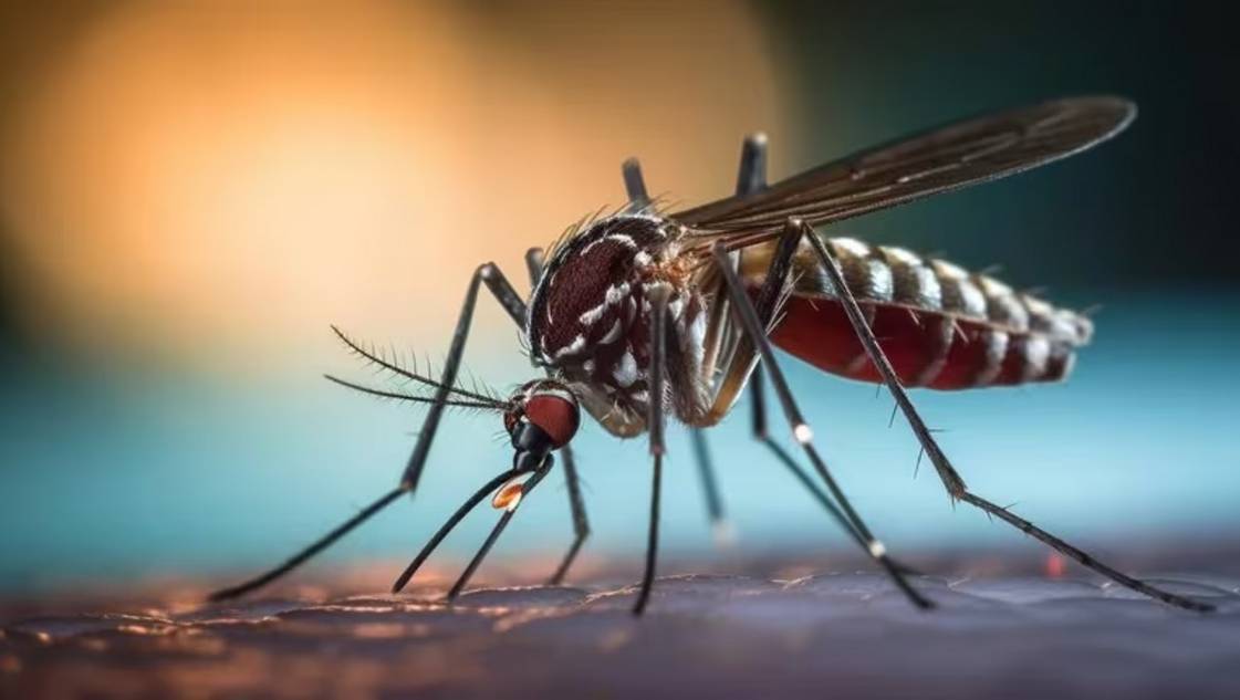 Bajan los casos de dengue en Argentina: 365 muetros y más de 520 mil contagios