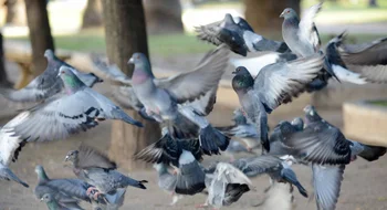 Buscan voluntarios para determinar la cantidad de palomas que hay en Bahía Blanca