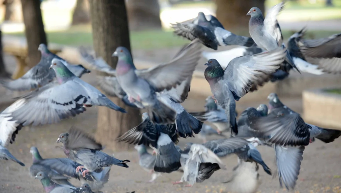 Buscan voluntarios para determinar la cantidad de palomas que hay en Bahía Blanca Buscan voluntarios para determinar la cantidad de palomas que hay en Bahía Blanca