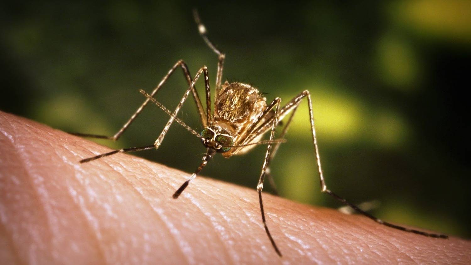Fiebre chikungunya: se notificaron 160 nuevos casos en el país