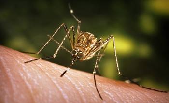 Fiebre chikungunya: se notificaron 160 nuevos casos en el país