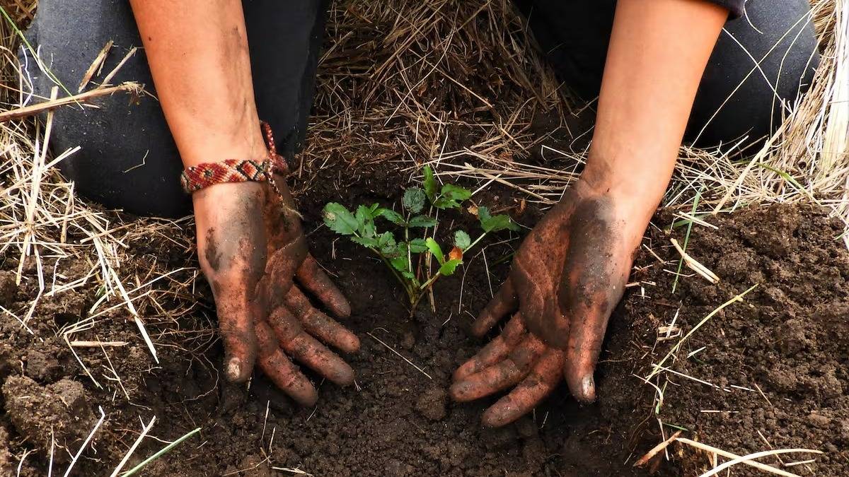 Cambio climático: las soluciones ya están en marcha y pueden transformar el futuro
