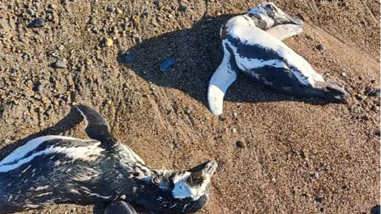 Alarma en Chubut y Santa Cruz por la aparición de pingüinos muertos
