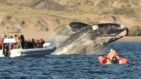 Puerto Madryn y el espectáculo de las ballenas: una escapada para vivir la naturaleza de cerca