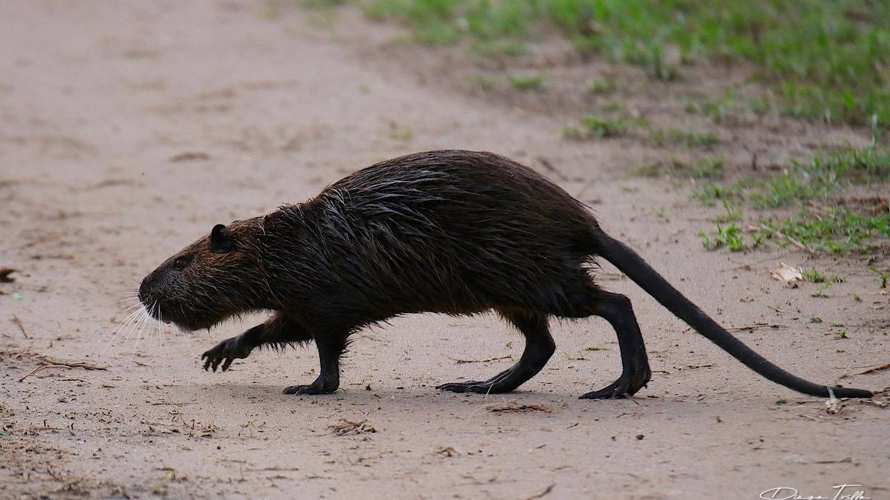 El Municipio iniciará acciones legales a dos personas que mataron una nutria