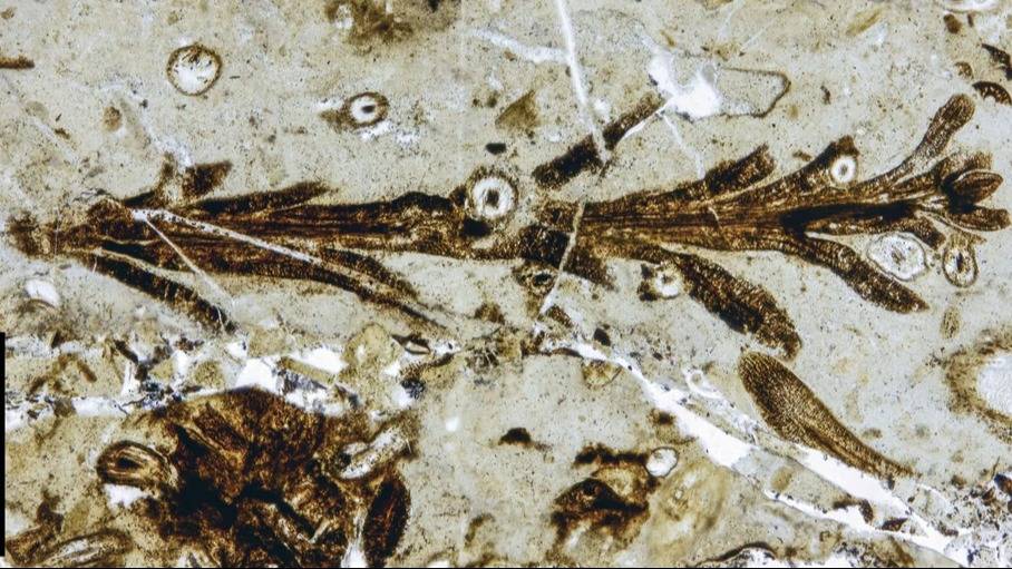 Hallan en Santa Cruz una planta fósil de 150 millones de años con una preservación excepcional