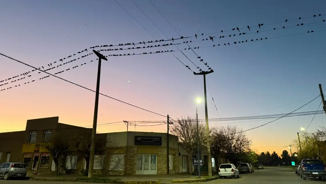 Invasión de loros en Villarino: encuentran un sistema que les causa pánico y los espanta