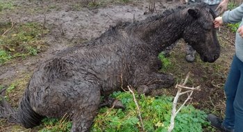 La Policía de Suárez rescató a 4 caballos en estado de desnutrición: uno de ellos perdió la vida