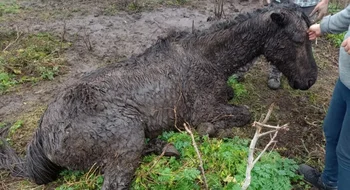 La Policía de Suárez rescató a 4 caballos en estado de desnutrición: uno de ellos perdió la vida