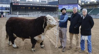El primer animal de la Exposición Rural de Palermo llegó desde Espartillar