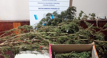 Secuestran plantas de marihuana y dinero y aprehenden a un hombre