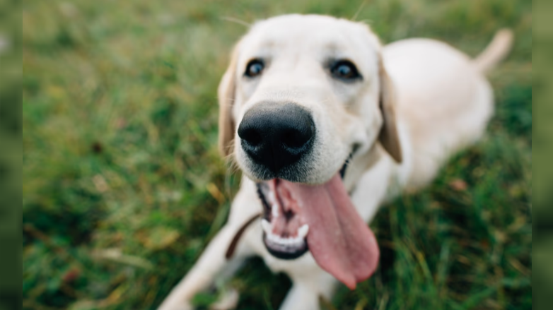 Los perros obedecen mejor cuando sus dueños están contentos que cuando están de mal humor