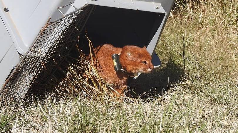Conservación de fauna: liberan un yaguarundí con collar de rastreo satelital en Córdoba