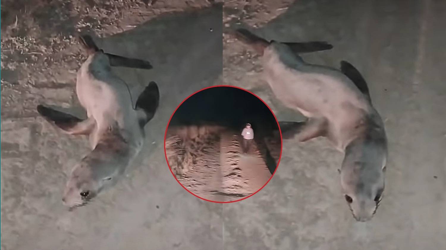 Sorpresa en Villarino: vecinos encontraron un lobo marino en un camino rural