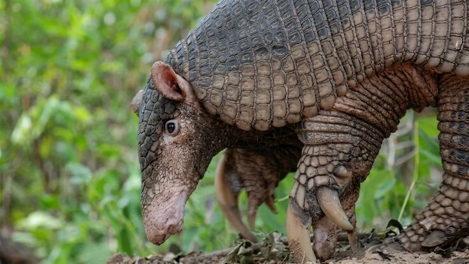 Colocaron un dispositivo satelital a un tatú carreta, el armadillo más grande del mundo