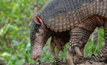 Colocaron un dispositivo satelital a un tatú carreta, el armadillo más grande del mundo