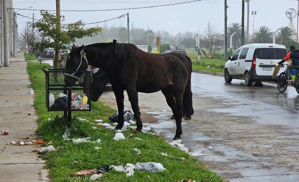 Reclamo de vecinos por caballos sueltos en Barrio Colón: denuncian basura desparramada y riesgos para peatones