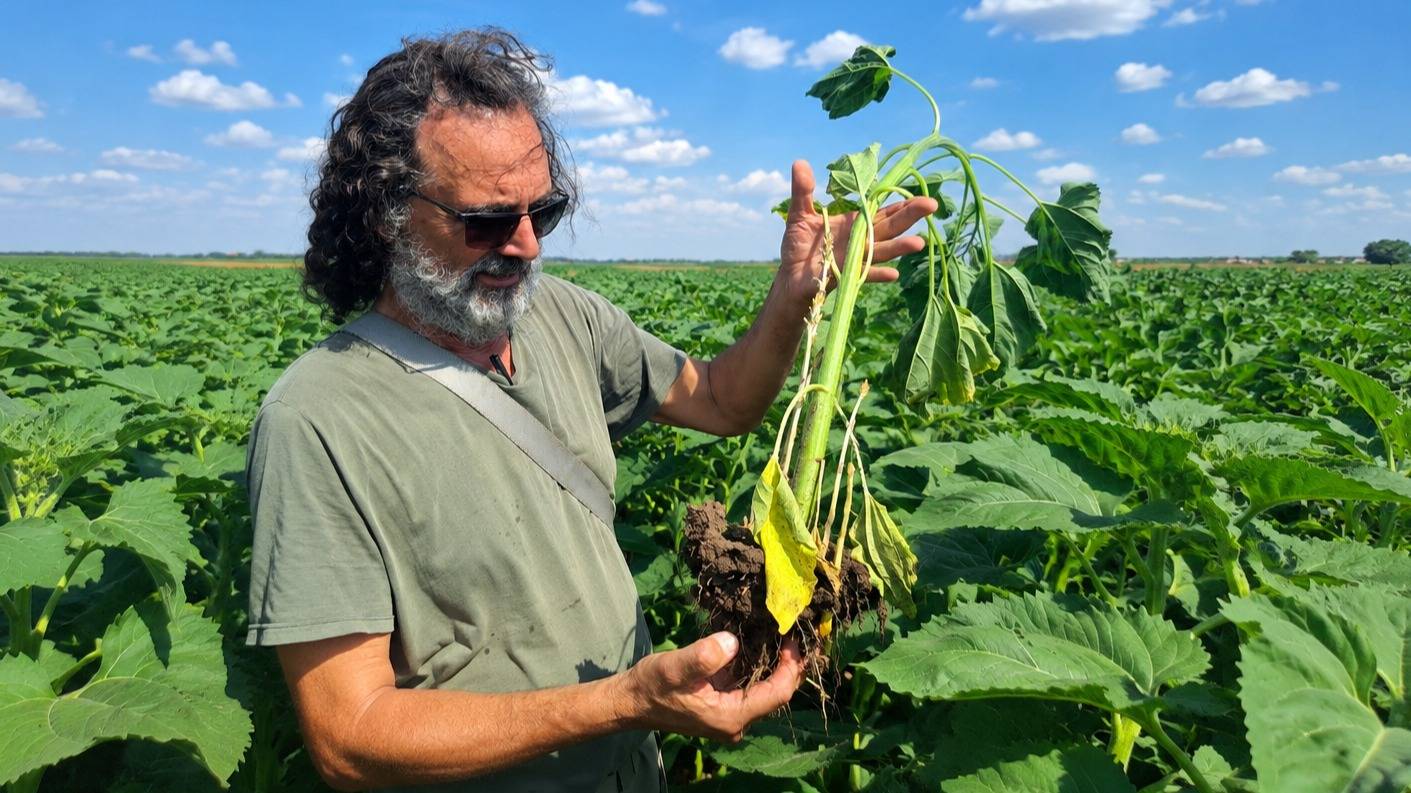 Girasol: máxima atención para contener una (eventual) aparición del jopo Orobanche cumana