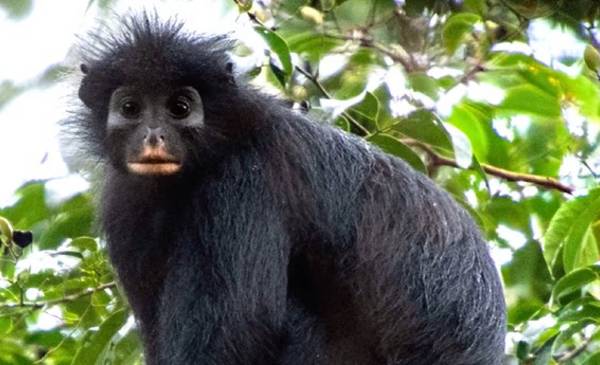 Descubren una nueva especie de mono en Africa: tiene cara de máscara