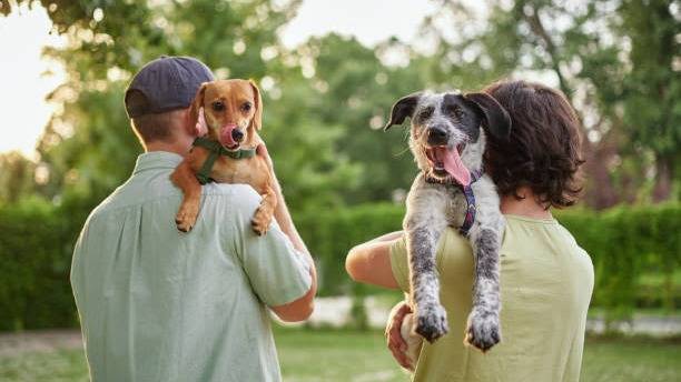 Día Mundial del Perro: cinco actividades para fortalecer el vínculo