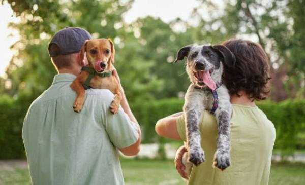 Día Mundial del Perro: cinco actividades para fortalecer el vínculo