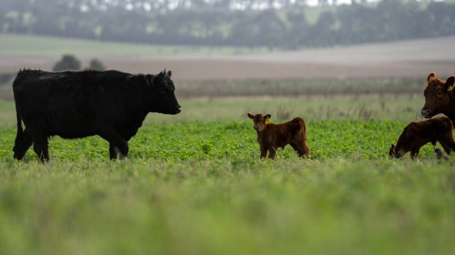 Reposición de vientres: una apuesta a la capitalización de los rodeos y a la mejor genética