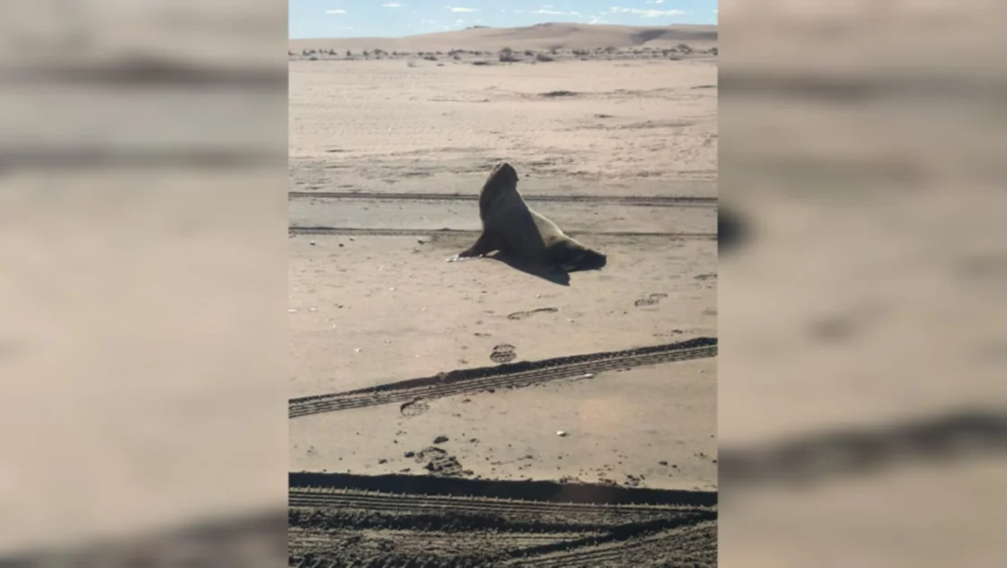 Advierten que el brote de gripe aviar en lobos marinos y otras especies llegó a Monte Hermoso Advierten que el brote de gripe aviar en lobos marinos y otras especies llegó a Monte Hermoso