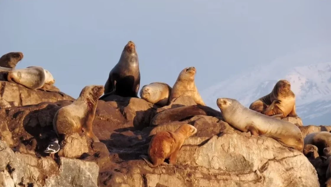 Aumentan los casos de gripe aviar en lobos marinos: recomiendan mantenerse lejos de las playas