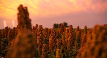 Sorgo: ¿cuáles son las razones de la creciente demanda en el sudoeste bonaerense?
