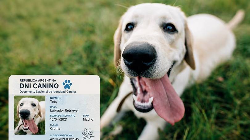 Una ciudad de Córdoba implementó el DNI obligatorio para perros y gatos: objetivos, trámites y multas
