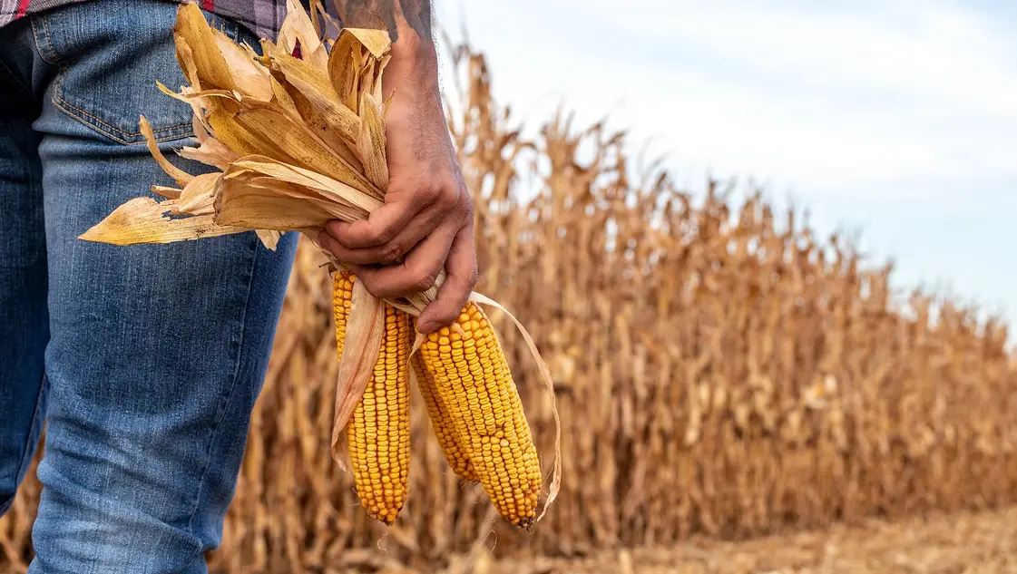 Revolución de brechas agrícolas: ¿qué lugar ocupa el sudoeste bonaerense?