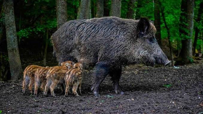 Jabalíes: una invasión que avanza sobre los campos y se acerca a las zonas pobladas