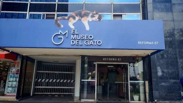Se inauguró en México el Museo del Gato, un espacio interactivo único en el mundo