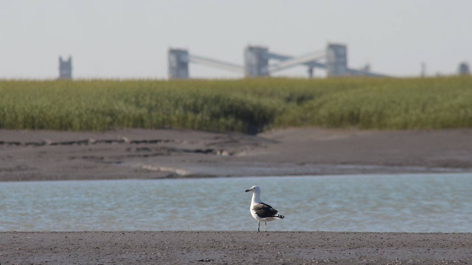 El escudo natural de Bahía: por qué los humedales importan cada vez más