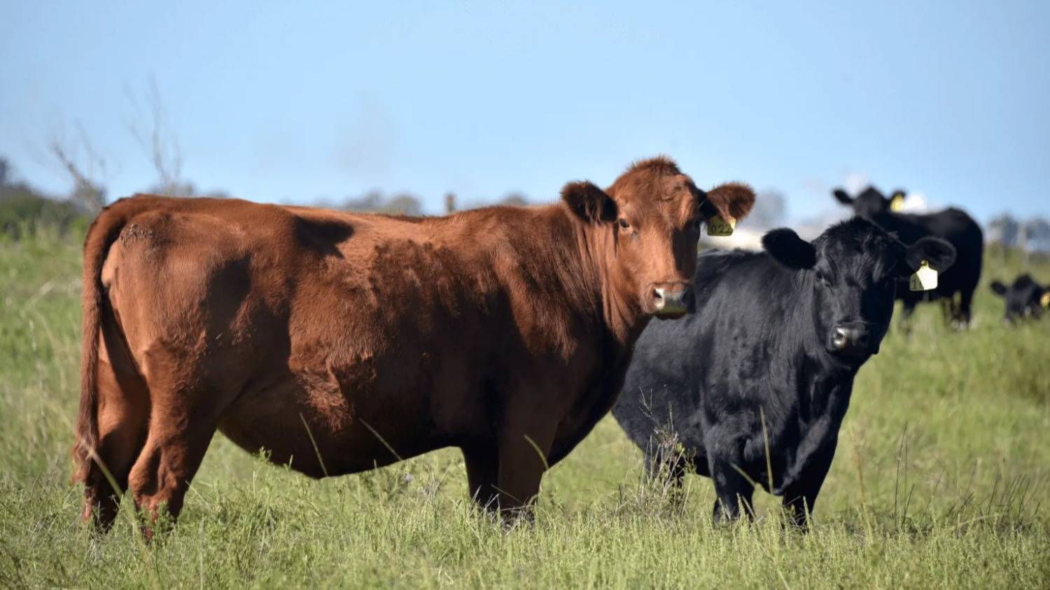 Producción bovina: el dato que promete una transformación en el país