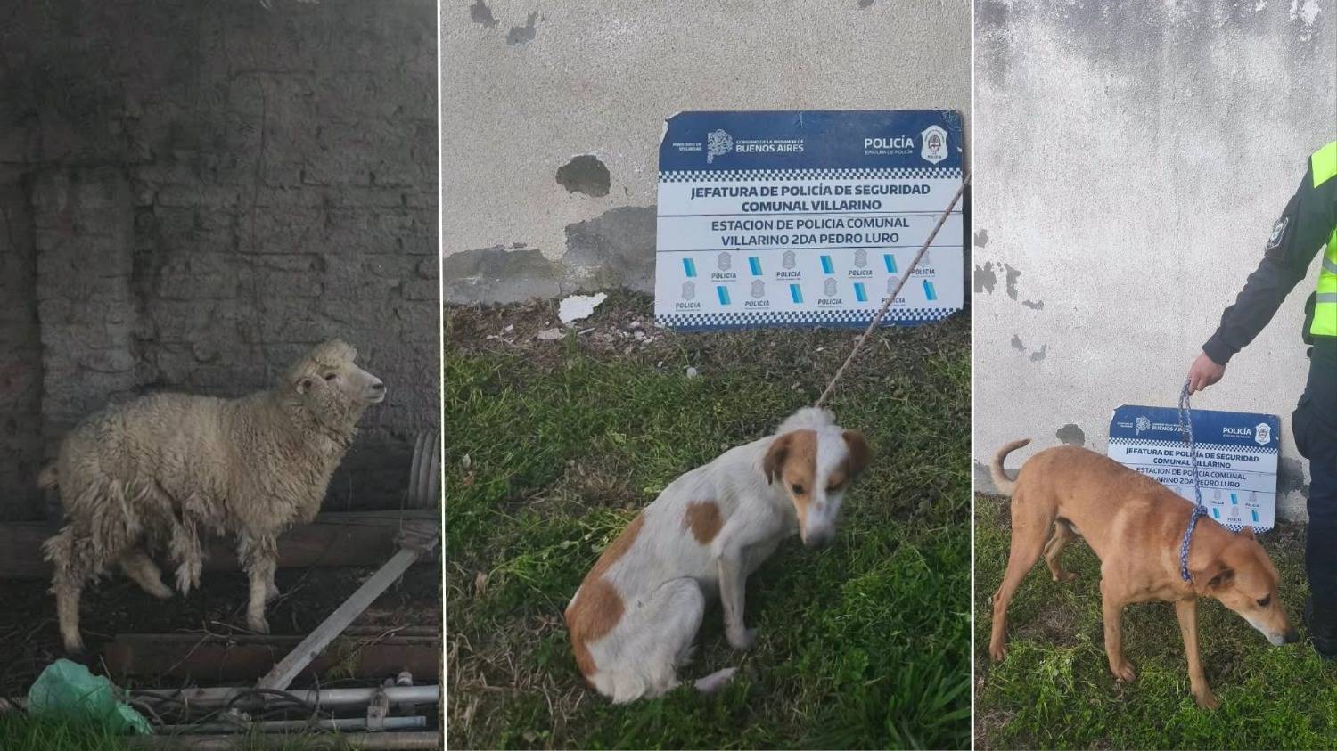 Por maltrato y crueldad, rescatan cinco animales en Villarino