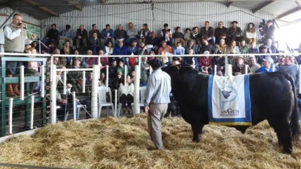 El campo llega a las ciudades: comienza el circuito de exposiciones rurales en la zona