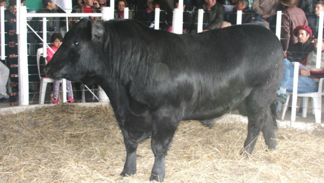Las ventas superaron los $ 4.000.000 en Coronel Dorrego