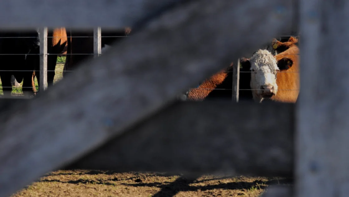 Ganado bovino: cuando la mejor productividad redunda en un menor impacto ambiental Ganado bovino: cuando la mejor productividad redunda en un menor impacto ambiental