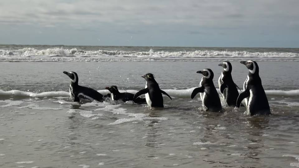 Seis pingüinos volvieron al mar: habían quedado atrapados en redes de pesca y con petróleo en sus plumas