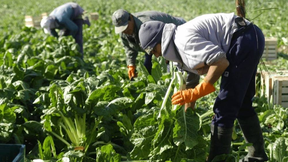 120.000 puestos rurales corren riesgo porque el Gobierno no renovó la compatibilidad con planes sociales