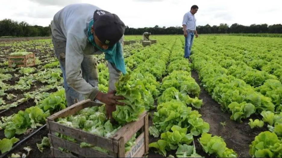 Censo Hortiflorícola: buscan definir una hoja de ruta para la próxima década