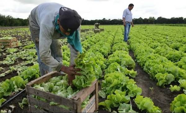 Censo Hortiflorícola: buscan definir una hoja de ruta para la próxima década