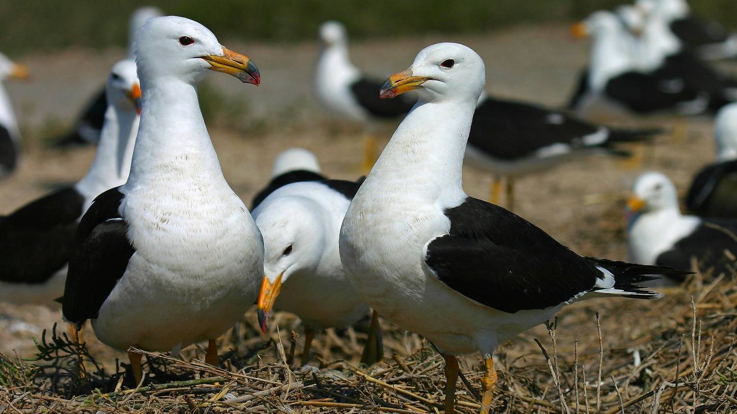 La otra Bahía: la fauna que vive a metros de la ciudad