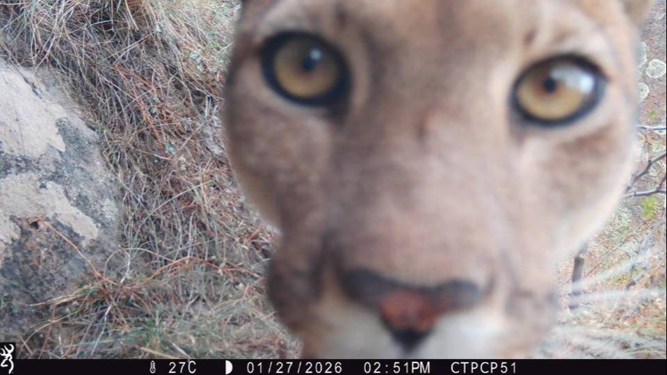 Con "cámaras trampa", argentinos se suman a un proyecto internacional para monitorear mamíferos