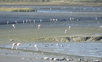 Anuncian nuevo censo de residuos en la costa atlántica