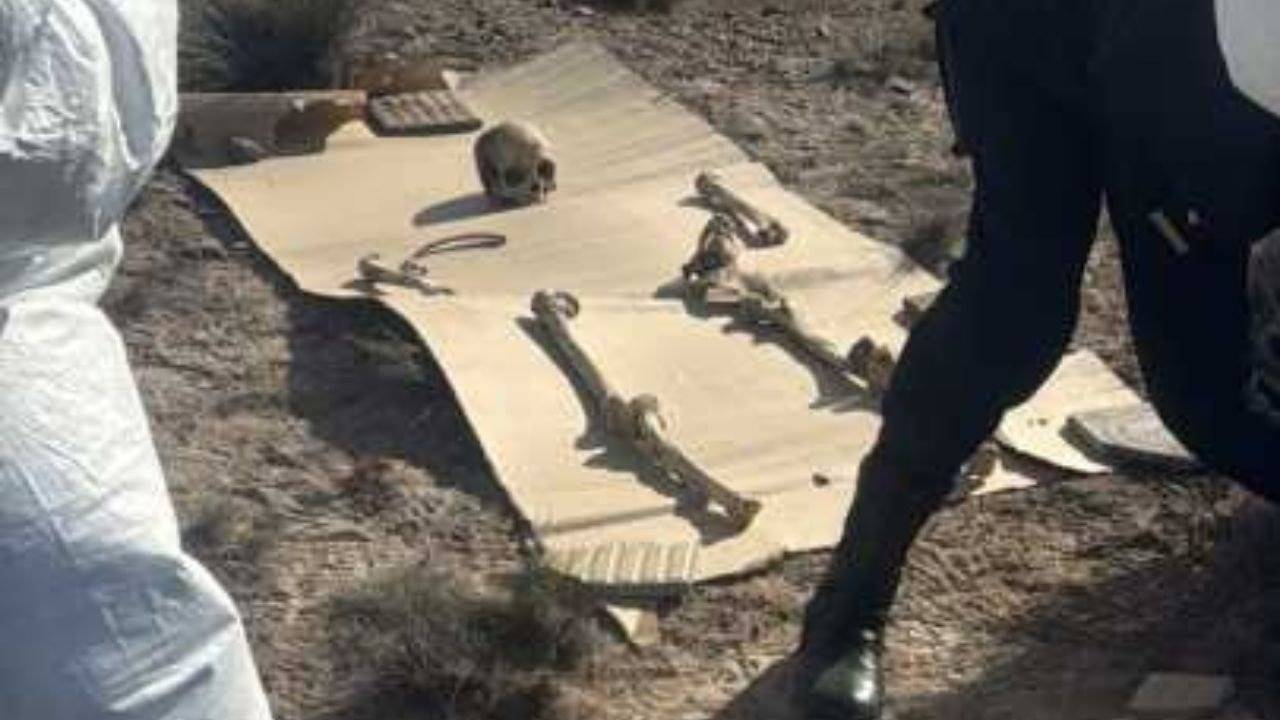 Caminaba con su perro y encontró 125 piezas óseas en Puerto Madryn: revelaron de qué se trata