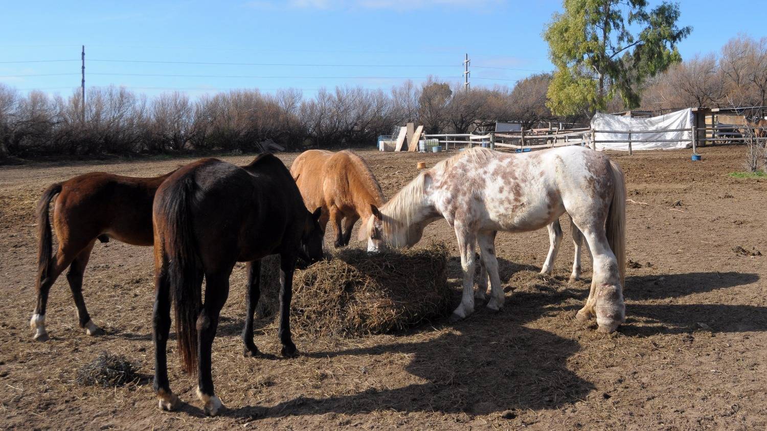 Robaron elementos en el Centro de Recuperación Equina Nelquihue