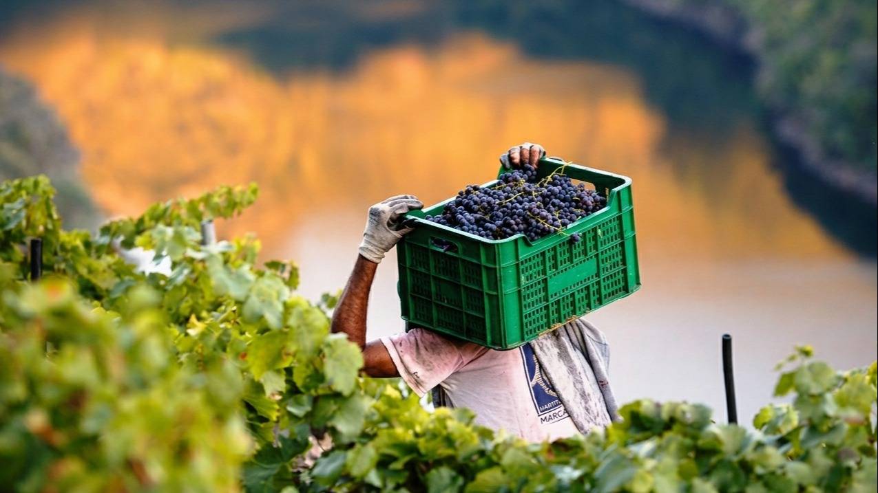 Vitivinicultura: la doble encrucijada entre la contracción global y la pérdida de competitividad