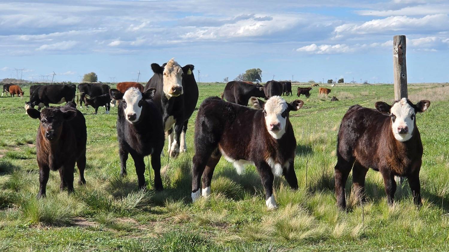 Objetivo (ineludible): producir más carne con la misma cantidad de animales